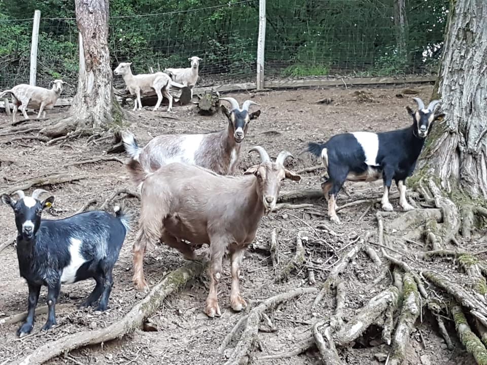 Zuwachs im Ziegengehege